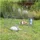 Casetas para perros